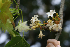 Brachychiton australis
